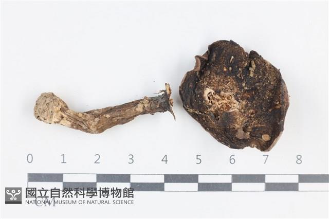 登錄號:F0038833藏品圖，第3張