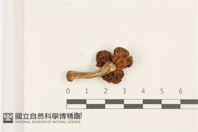 登錄號:F0037433藏品圖，第3張