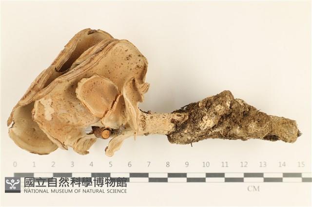 登錄號:F0036733藏品圖，第3張