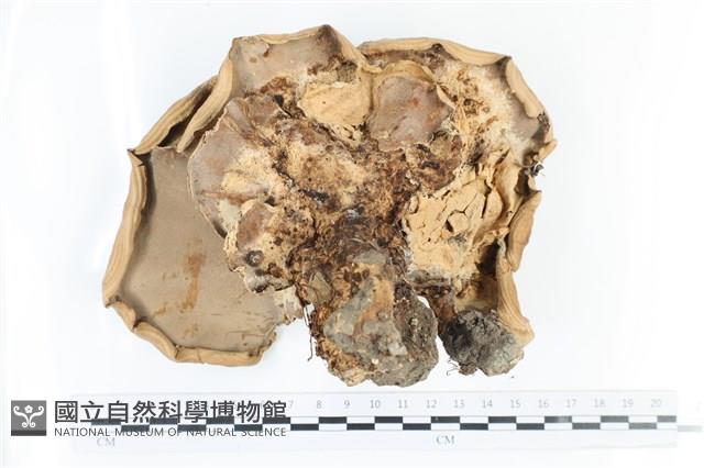 登錄號:F0036533藏品圖，第3張