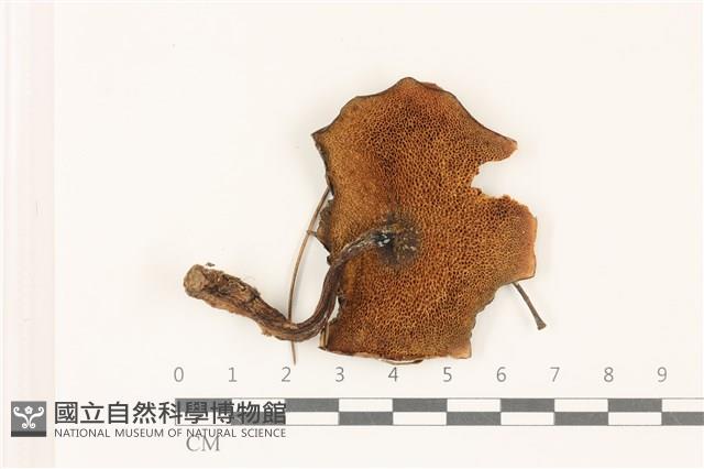 登錄號:F0037533藏品圖，第3張