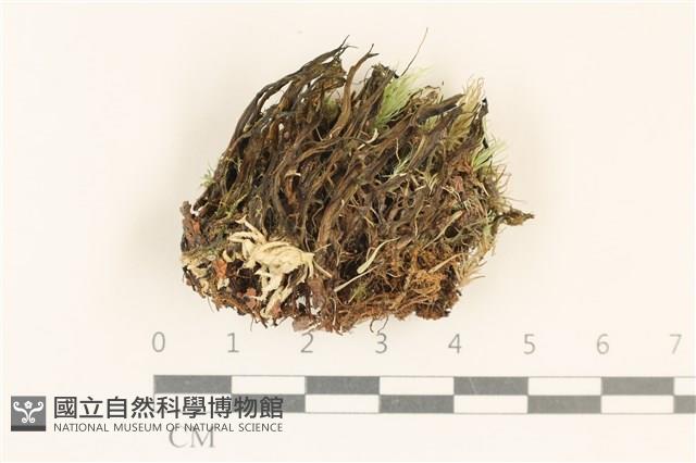 登錄號:F0037133藏品圖，第4張