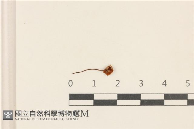 小皮傘屬藏品圖，第3張