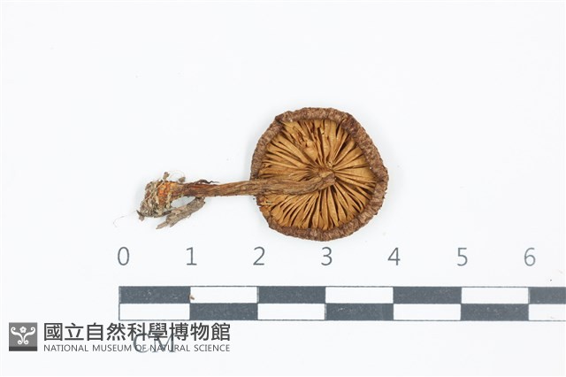 登錄號:F0039133藏品圖，第3張