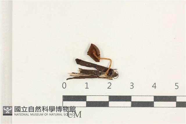 登錄號:F0038333藏品圖，第3張