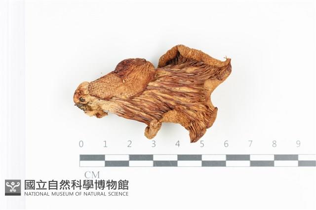 糙皮側耳藏品圖，第3張