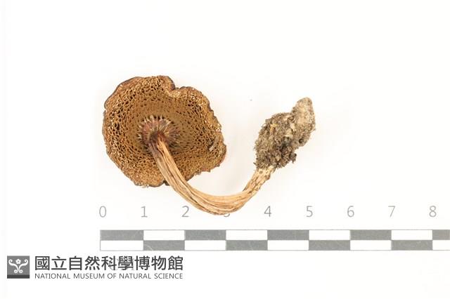 登錄號:F0037333藏品圖，第3張