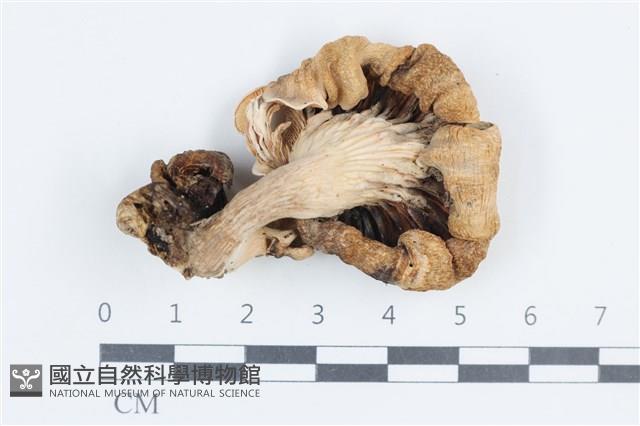 杯傘屬藏品圖，第3張