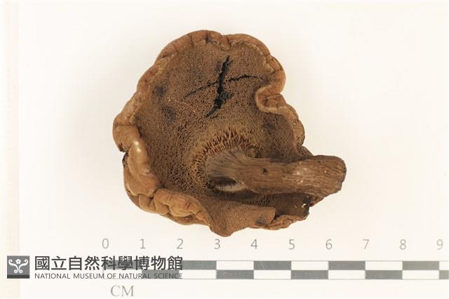登錄號:F0037873藏品圖，第3張