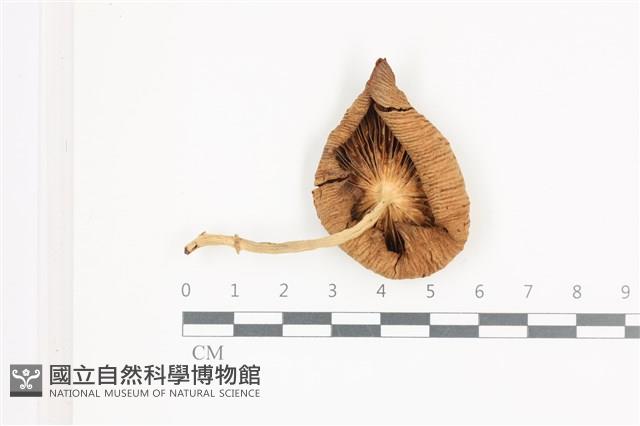 登錄號:F0036673藏品圖，第3張