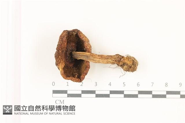登錄號:F0037473藏品圖，第3張