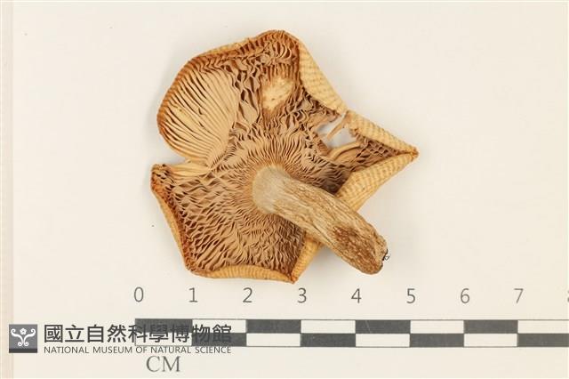 紅菇屬藏品圖，第3張