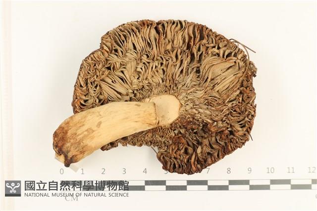 登錄號:F0037573藏品圖，第3張
