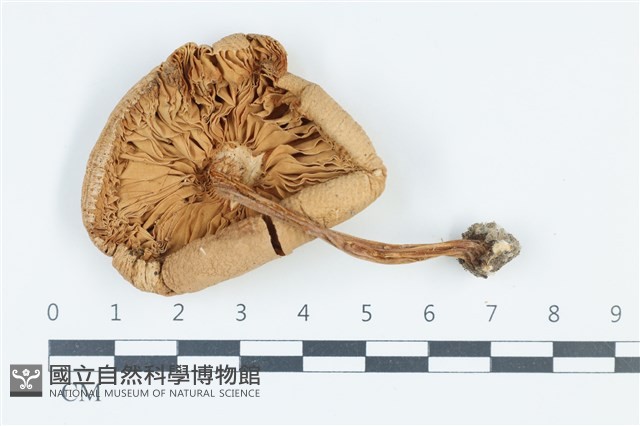登錄號:F0039573藏品圖，第3張
