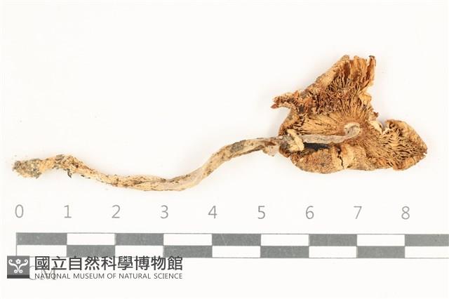 登錄號:F0038173藏品圖，第3張