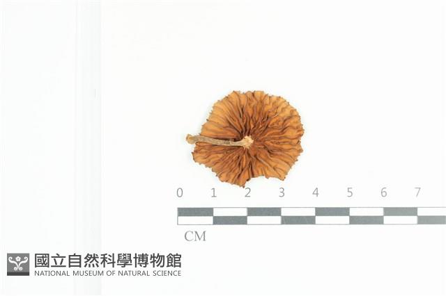 Accession Number:F0036173 Collection Image, Figure 3, Total 3 Figures