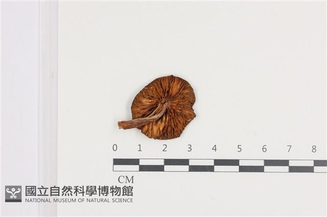 登錄號:F0036073藏品圖，第3張