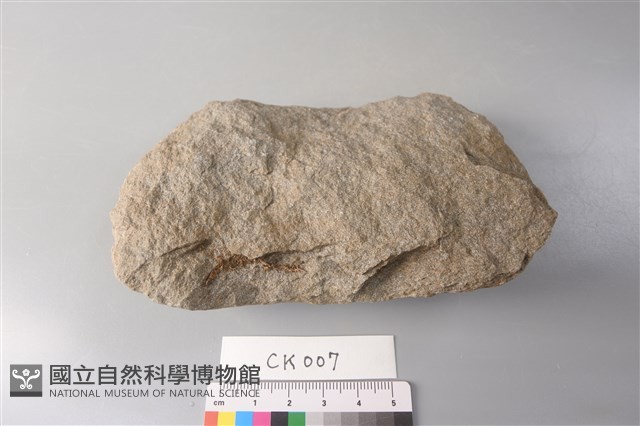 斧鋤形器藏品圖，第2張