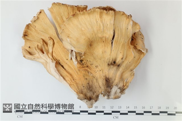 登錄號:F0039235藏品圖，第3張