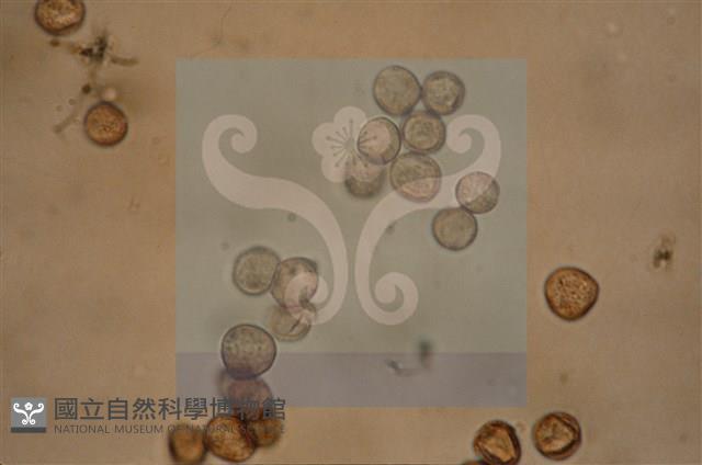 登錄號:F0012868藏品圖，第4張