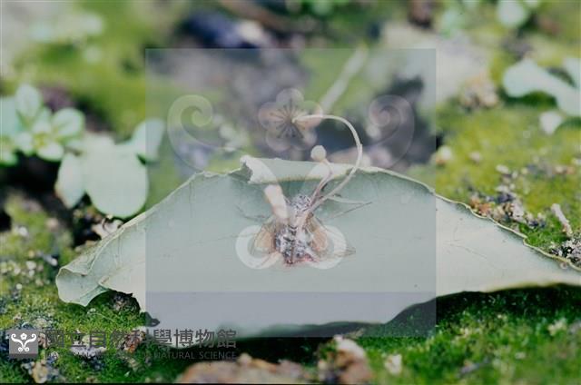 登錄號:F0010368藏品圖，第5張