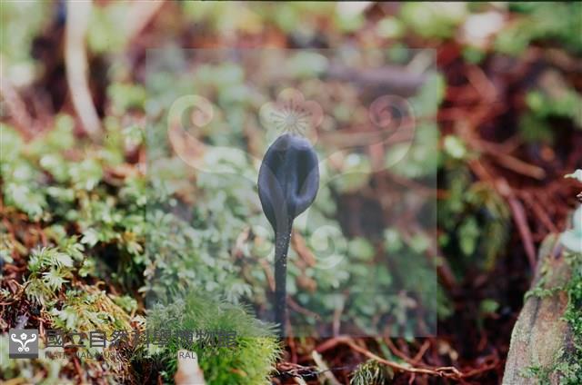 登錄號:F0011318藏品圖，第5張