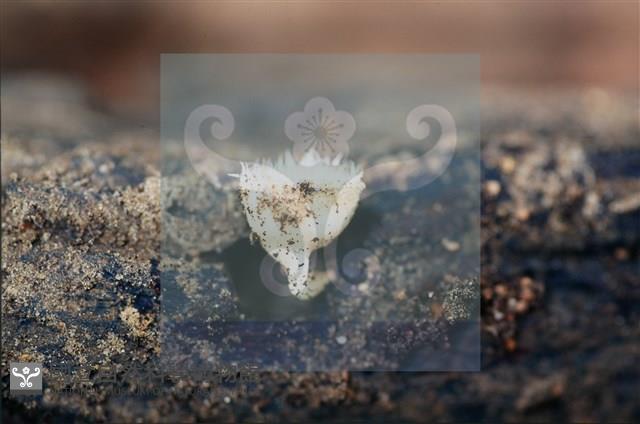 登錄號:F0012248藏品圖，第5張