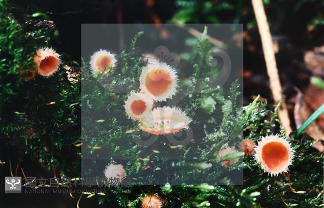 登錄號:F0014648藏品圖，第5張