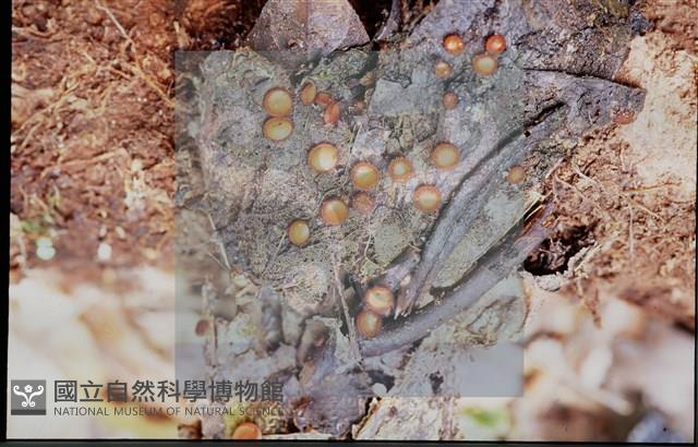 登錄號:F0012860藏品圖，第4張