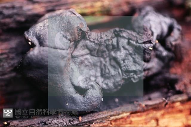 炭角菌屬藏品圖，第5張