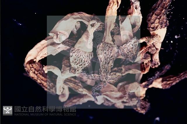 登錄號:F0004560藏品圖，第5張