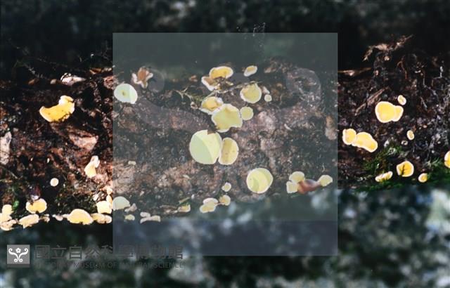 登錄號:F0013900藏品圖，第5張