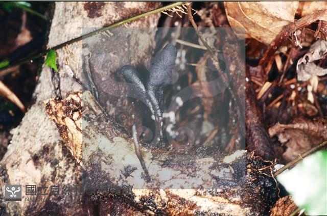 炭角菌屬藏品圖，第5張