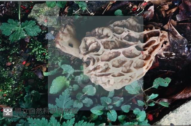 尖頂羊肚菌藏品圖，第5張