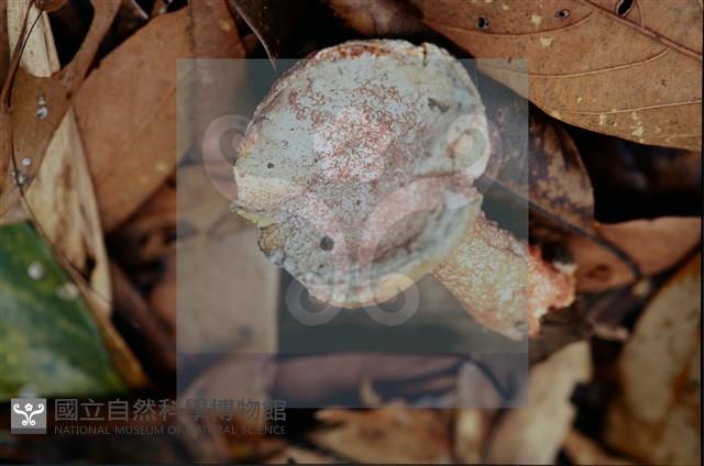 登錄號:F0011300藏品圖，第5張