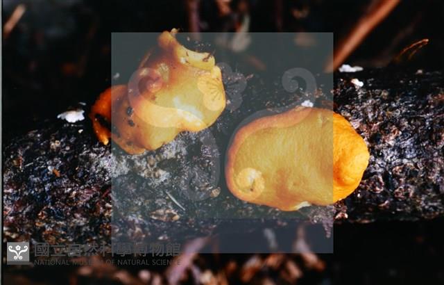 登錄號:F0013910藏品圖，第5張