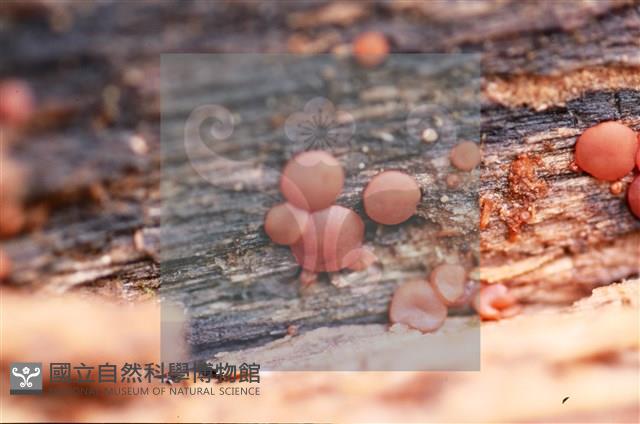 登錄號:F0015050藏品圖，第5張