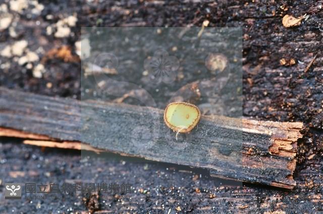 登錄號:F0018640藏品圖，第4張