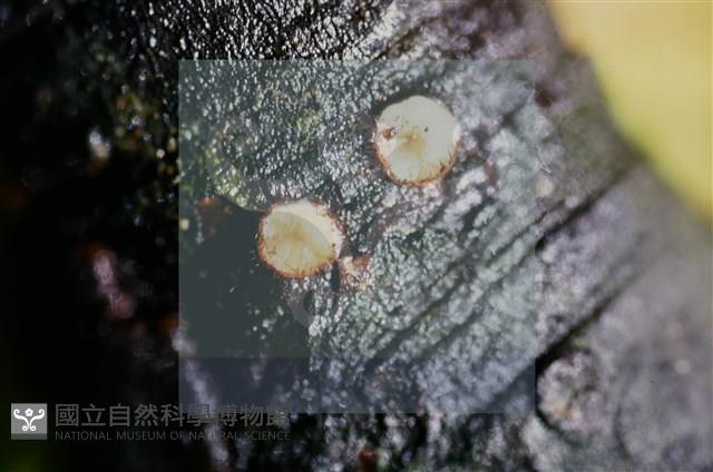 登錄號:F0015040藏品圖，第4張