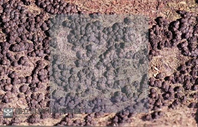 登錄號:F0013880藏品圖，第4張