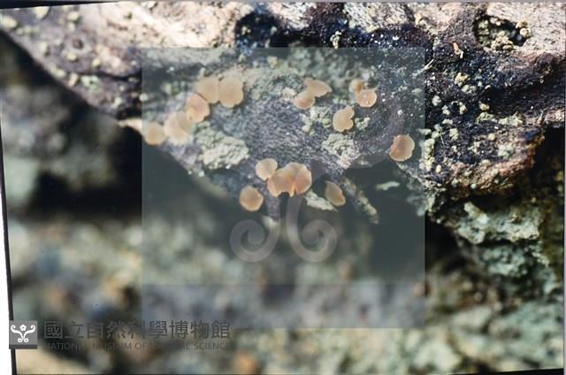 登錄號:F0007680藏品圖，第5張