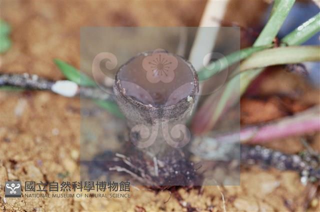 登錄號:F0001780藏品圖，第5張