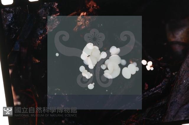 Accession Number:F0019730 Collection Image, Figure 5, Total 6 Figures