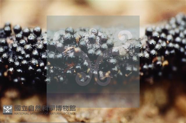 Accession Number:F0009870 Collection Image, Figure 6, Total 6 Figures