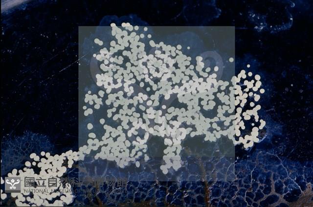 登錄號:F0010370藏品圖，第4張