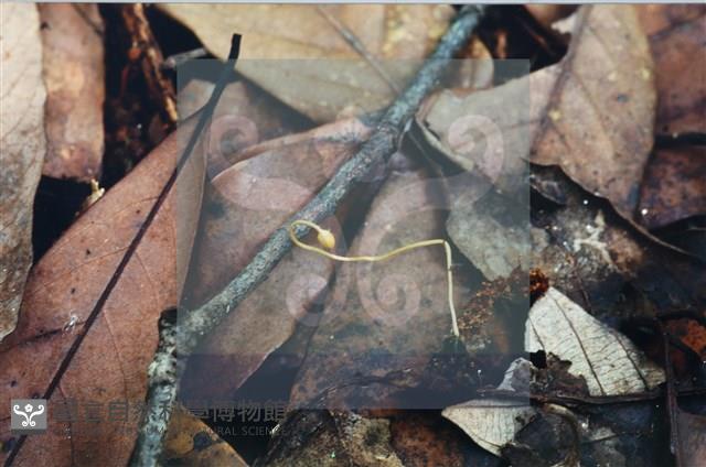 登錄號:F0007370藏品圖，第4張