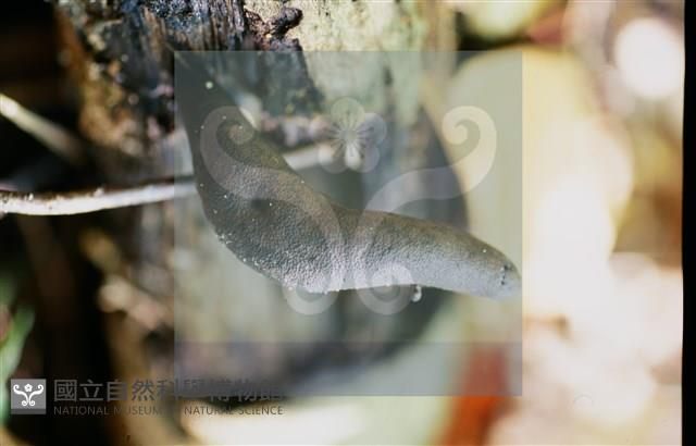 登錄號:F0014626藏品圖，第6張