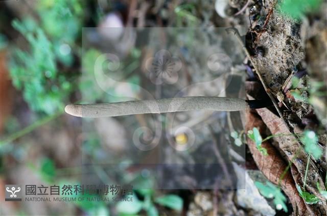 登錄號:F0016526藏品圖，第6張