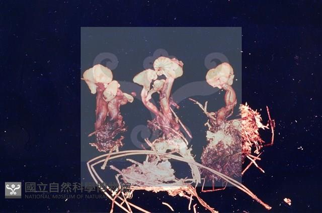 登錄號:F0004056藏品圖，第5張