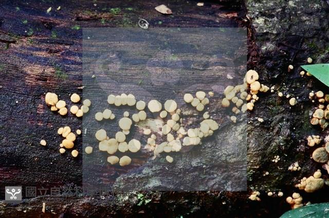 登錄號:F0005146藏品圖，第4張